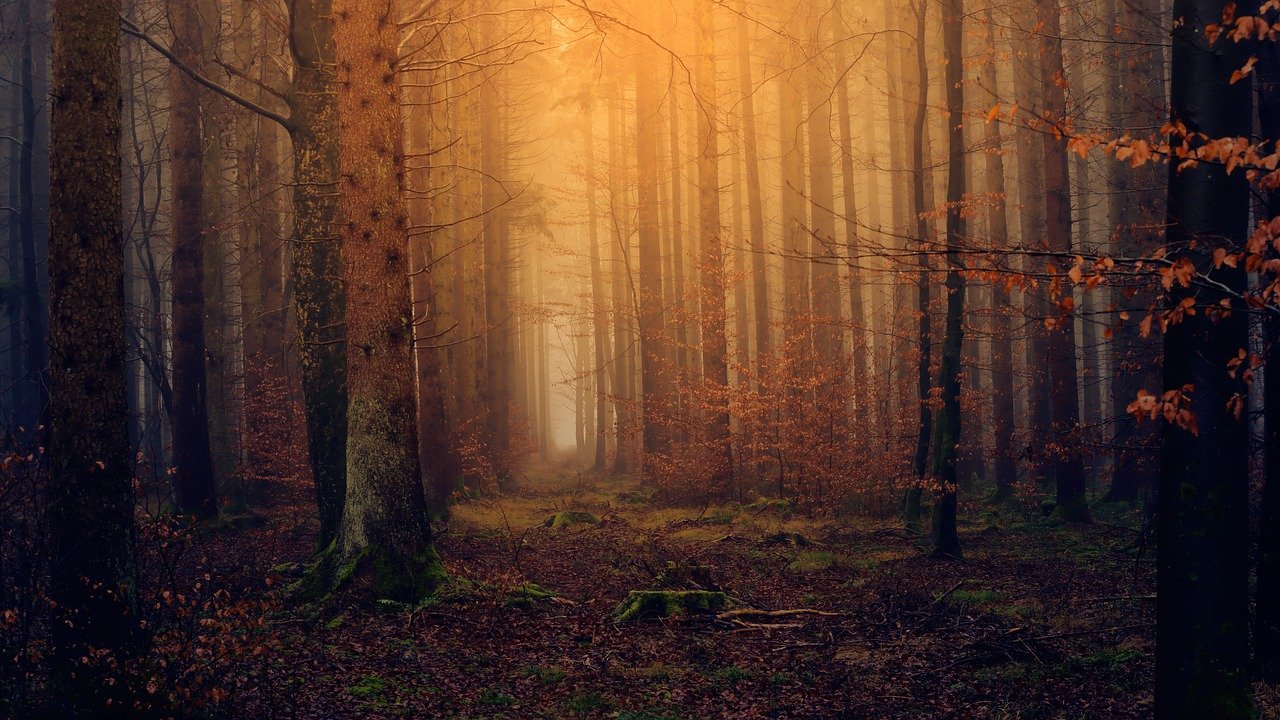 Picture of forest